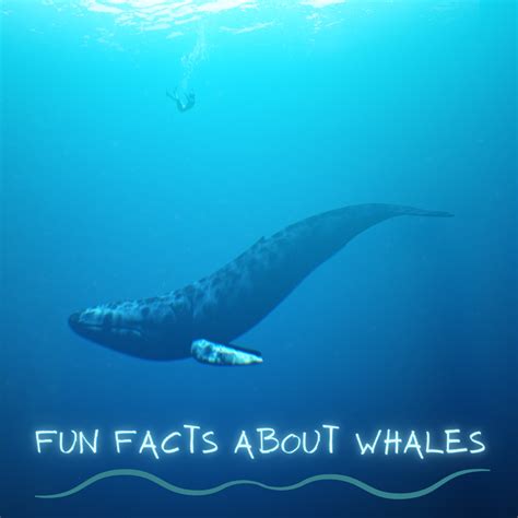 fun facts about fin whales